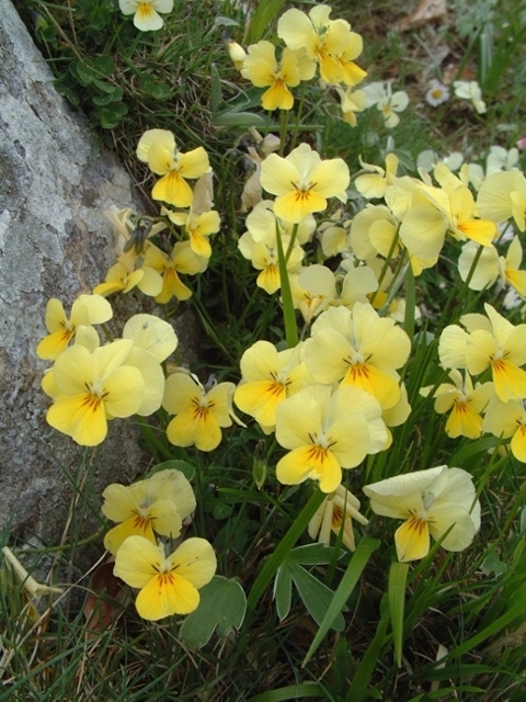 Viola eugeniae / Viola di Eugenia